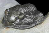Diademaproetus Trilobite - Ofaten, Morocco #130531-4